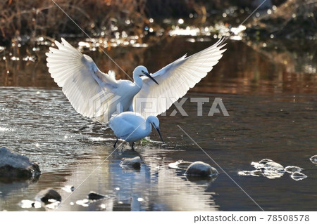 egret 78508578