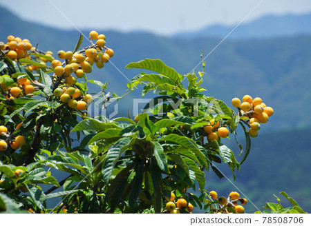 和歌山縣有田郡有田川町枇杷樹 78508706
