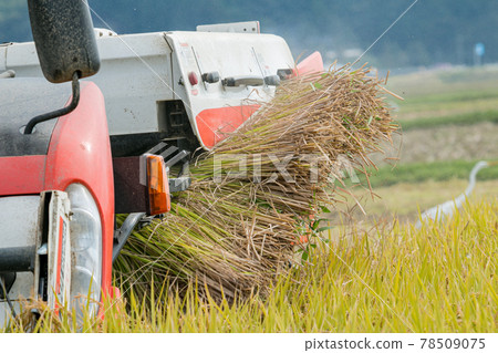 Autumn new rice harvest: organic rice 78509075