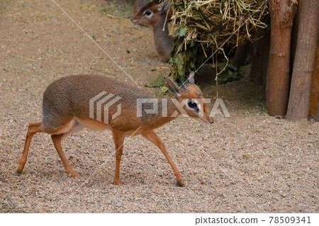 Close-up on a small antelope, wild dik. Close-up on a small antelope, wild dik. 78509341