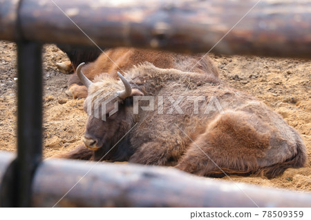 A bison lies on the ground, eyes closed, asleep. A bison lies on the ground, eyes closed, asleep. 78509359