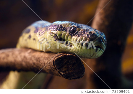 Close-up on a snake on a tree branch. Close-up on a snake on a tree branch. 78509401