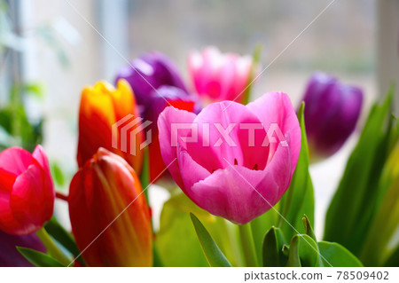 Bright multicolored blooming tulips on a sunny spring day. A bouquet of fresh flowers. Congratulations on the holiday. 78509402