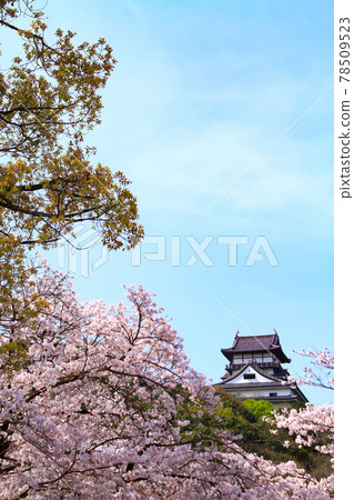 犬山市，犬山城和春天的櫻花景觀 78509523