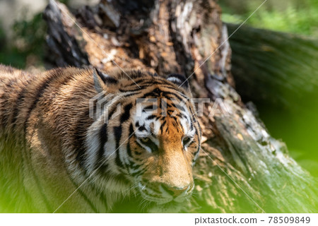 獵人 獵人 78509849