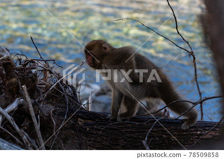 Japanese monkeys from Kamikochi Japanese monkeys from Kamikochi 78509858