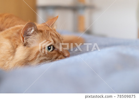 Hunter tea tabby cat 78509875