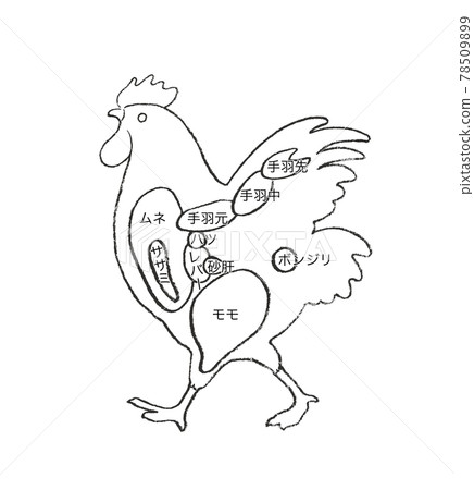 雞各部分解釋-手繪插圖 78509899