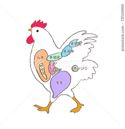 雞各部分解釋-手繪插圖 78509900