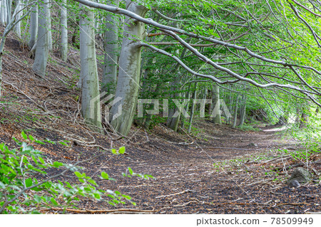 path of a wood path of a wood 78509949