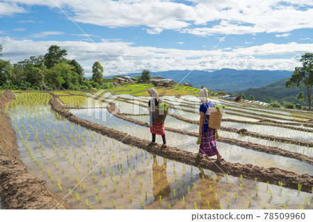 Karen tribe women with paddy rice terraces with water reflection, green agricultural fields in countryside, mountain hills valley, Pabongpieng, Chiang Mai, Thailand. Nature landscape. Crops harvest. 78509960