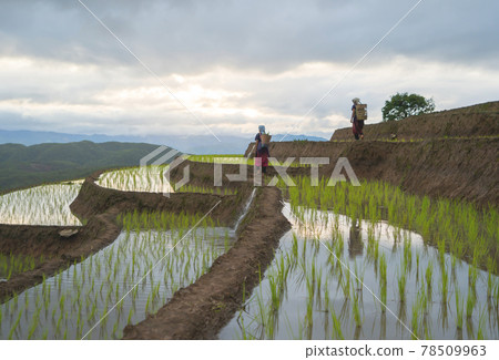 Karen tribe women with paddy rice terraces with water reflection, green agricultural fields in countryside, mountain hills valley, Pabongpieng, Chiang Mai, Thailand. Nature landscape. Crops harvest. Karen tribe women with paddy rice terraces with water reflection, green agricultural fields in countryside, mountain hills valley, Pabongpieng, Chiang Mai, Thailand. Nature landscape. Crops harvest. 78509963