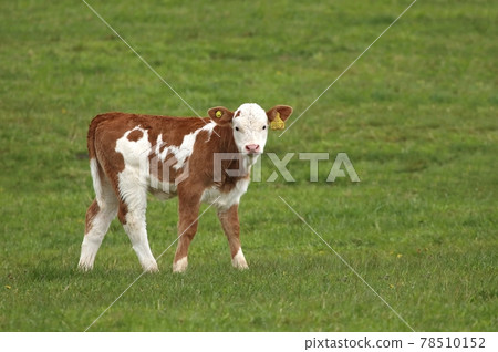 Young calf on spring pasture Young calf on spring pasture 78510152