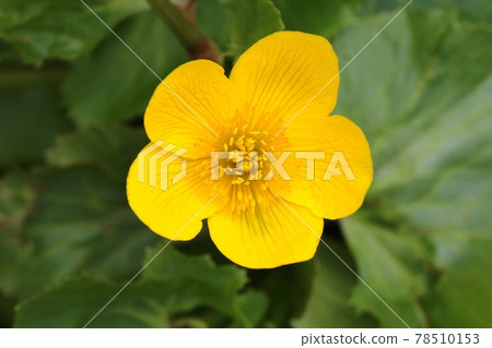 Marsh marigold flower Caltha palustris Marsh marigold flower Caltha palustris 78510153
