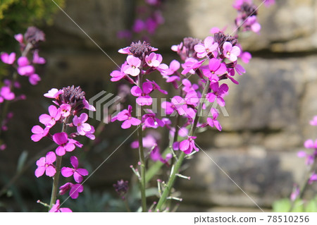Purple Erysimum Balls Mauve Flowers after the Rain 78510256