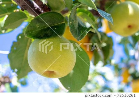 Nijisseiki Pear(鳥取縣百合濱町) Nijisseiki Pear(鳥取縣百合濱町) 78510261