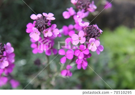 Purple Erysimum Balls Mauve Flowers after the Rain Purple Erysimum Balls Mauve Flowers after the Rain 78510295