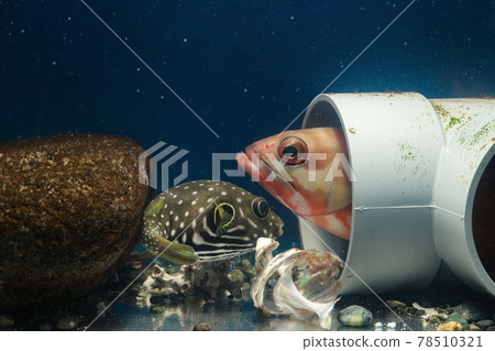 White-spotted puffer fish Fugu Akahata grouper 78510321