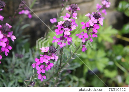 Purple Erysimum Balls Mauve Flowers after the Rain 78510322