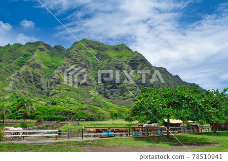 Hawaii Oahu Kualoa Ranch 78510941