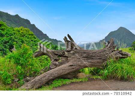 夏威夷歐胡島古蘭尼牧場，電影《侏羅紀公園》的主題 78510942