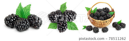 blackberry with leaf isolated on a white background closeup with full depth of field. Set or collection 78511262