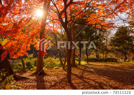 (Tokyo) Autumn Shakujii Park and sunset (Tokyo) Autumn Shakujii Park and sunset 78511328