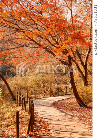 (Tokyo) Autumn leaves decorate the promenade at Shakujii Park (Tokyo) Autumn leaves decorate the promenade at Shakujii Park 78511331