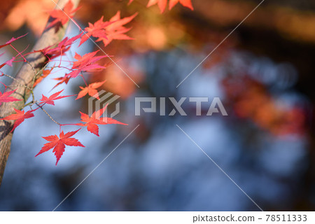 Colorful autumn leaves / autumn image Colorful autumn leaves / autumn image 78511333