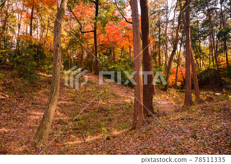 （東京）紅葉季節的石神井公園和廣場 78511335