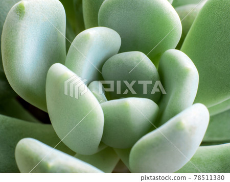 Succulent plant stonecrop, fresh leaves detail of Sedum clavatum Succulent plant stonecrop, fresh leaves detail of Sedum clavatum 78511380