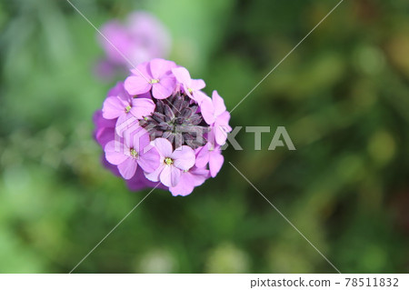 Purple Erysimum Balls Mauve Flowers seen from above 78511832