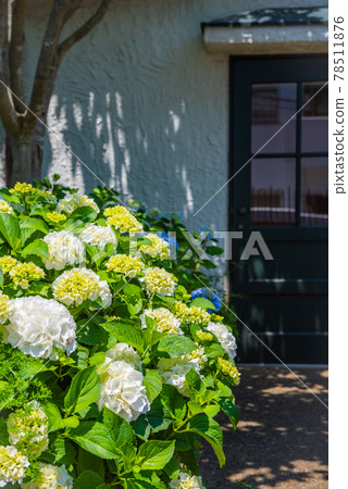Dense white hydrangeas, large flowered hydrangeas, and Annabelle hydrangeas in the light 78511876