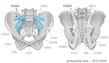 Front and back of the pelvis, anterior sacroiliac ligament 78511939