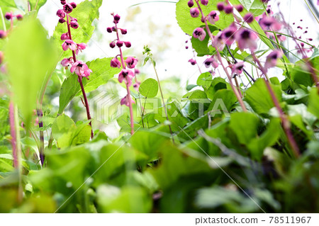 Pyrola asarifolia that grows in the forest green Pyrola asarifolia that grows in the forest green 78511967