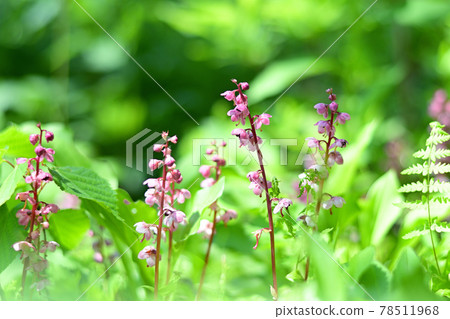 Pyrola asarifolia that grows in the forest green 78511968