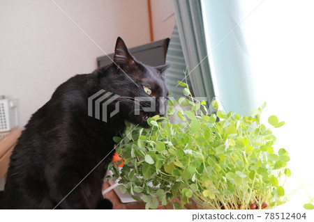 Cat Cat 78512404