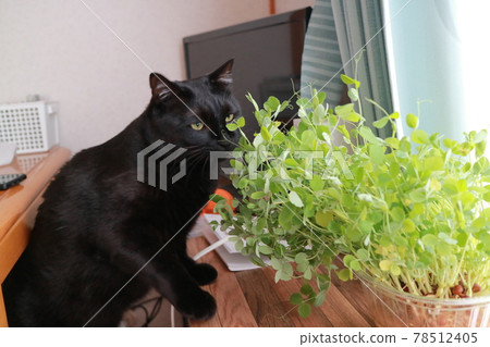 Cat Cat 78512405