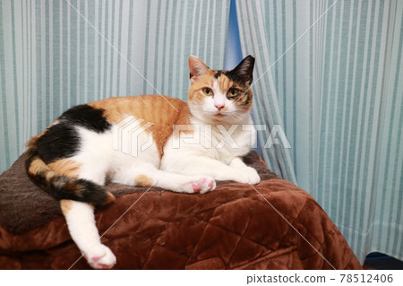 Cat Cat 78512406