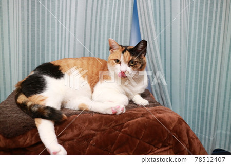 Cat Cat 78512407