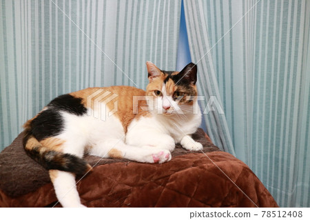 Cat Cat 78512408