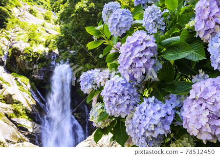 Beautiful Mikaeri Falls with hydrangeas in full bloom (Karatsu City, Saga Prefecture) Beautiful Mikaeri Falls with hydrangeas in full bloom (Karatsu City, Saga Prefecture) 78512450