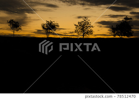 Colorful sunset with tree silhouette. Colorful sunset with tree silhouette. 78512470