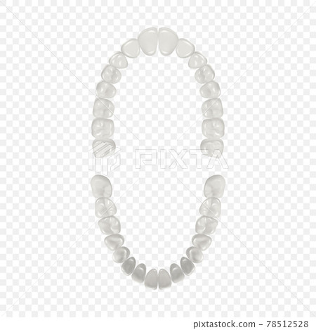 Vector 3d Realistic Teeth, Upper, Lower Adult Jaw, Top View. Anatomy Concept. Orthodontist Human Teeth Scheme Isolated. Medical Oral Health. Design Template of Prosthetics, Periodontal Disease Gums 78512528