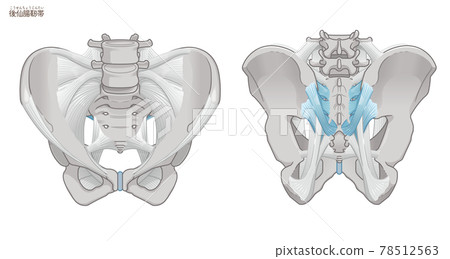 骨盆前後、薦髂後韌帶 骨盆前後、薦髂後韌帶 78512563