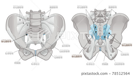 骨盆前後、薦髂後韌帶（附文字） 78512564