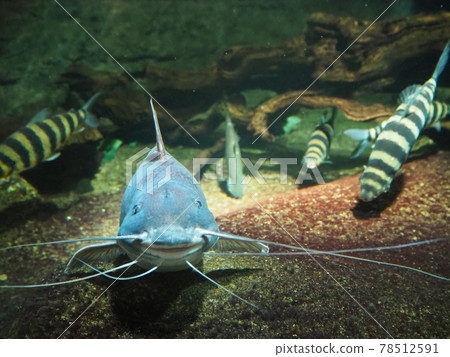 鯰魚一臉幽默 鯰魚一臉幽默 78512591