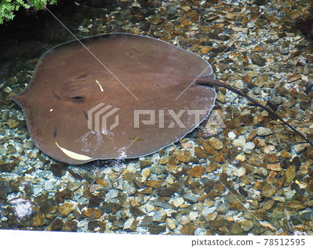 淡水魟魚缸 78512595