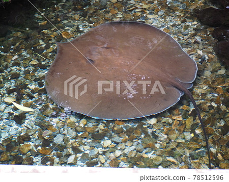 淡水魟魚缸 78512596