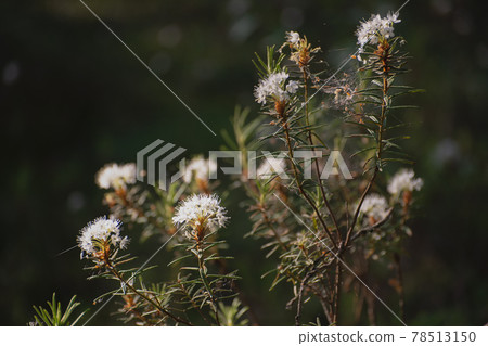 Wild rosemary Wild rosemary 78513150